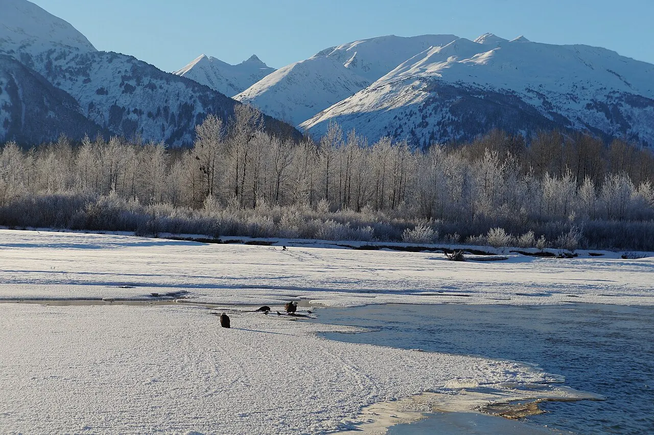 The Chilkat Bald Eagle Preserve near Haines